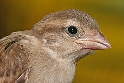 A juvenile, showing its pink bill and obvious nestling gape—the soft, swollen base, which becomes harder and less swollen as the bird matures
