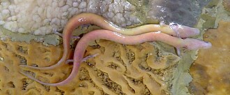 The olm's blood makes it appear pink.