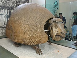 Fossil reconstruction of Panochthus frenzelianus with metal model