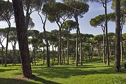 Stone pines in the Villa Doria Pamphili