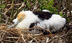 Chick, Genovesa Island, Ecuador