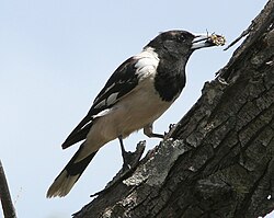 The pied butcherbird has an elaborate song with musical qualities.[50]