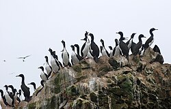 The guanay cormorant has historically been the most important producer of guano.