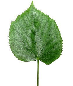 Leaf of Tilia tomentosa (silver linden tree)