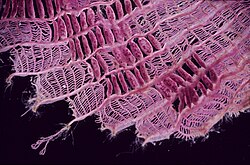 Claudea elegans tetrasporangia