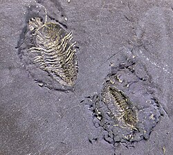 A pair of Triarthrus trilobites with pyritized soft-tissue