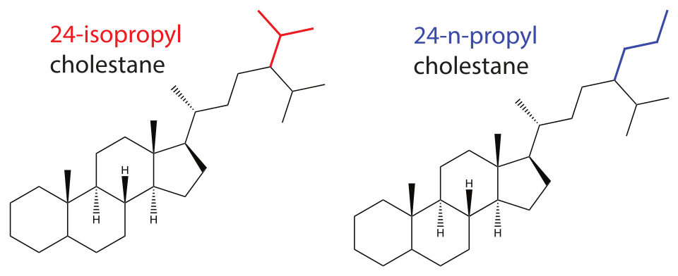 Figure 1: 24-isopropyl cholestane (left) and 24-n-propyl cholestane (right), two organic molecules produced by sponges and marine algae relevant for studying the evolution of multicellular life in the Precambrian and Phanerozoic.
