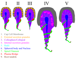 A diagram showing the five types of colloblasts, as observed in the tentaculate ctenophore Minictena luteola.