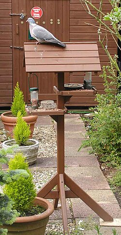A bird table, with a wood pigeon on the roof, in an English garden. The table provides water, peanuts, sunflower seeds and a seed mix.