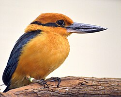 The Guam kingfisher has been listed as extinct in the wild since 1986.