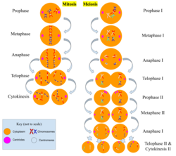 The two primary processes in cell division are mitosis and meiosis, which differ significantly despite sounding similar.