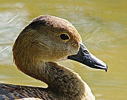 Close up of a lesser whistling duck. Note the hooked nail at the tip of the beak.