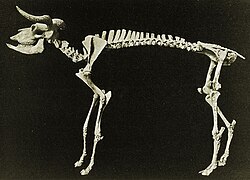 Mounted skeleton of a shrub-ox (Euceratherium collinum)