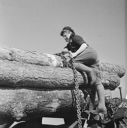A lumberjack chaining logs to a wagon, c. 1943.