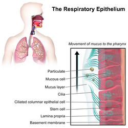 Illustration depicting motile cilia on respiratory epithelium