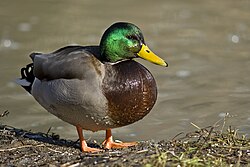 A male mallard duck