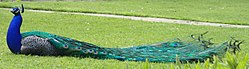 Peacock sitting