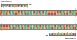 Diagrammatic representation of an example primer pair. The use of primers in an in vitro assay to allow DNA synthesis was a major innovation that allowed the development of PCR.