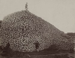 A pile of bison skulls in the 1870s.