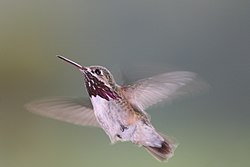 A hovering male calliope
