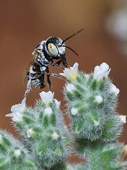 Male Haetosmia vechti, foraging on Heliotropium in Mevo Horon, West Bank