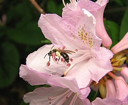 Andrena cornelli performing buzz pollination of Azalea.