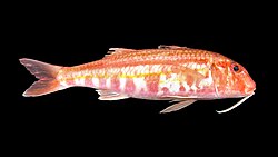 The red mullet was named Mullus surmuletus in 1758.