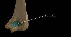 Olecranon fossa of the humerus