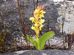 Disa comosa