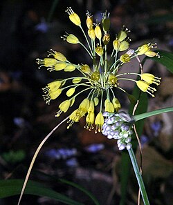 Allium flavum (yellow) and Allium carinatum (purple)