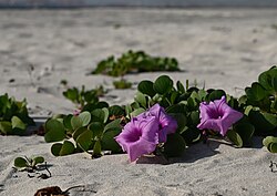 Ipomoea pes-caprae growing in sand in Oman