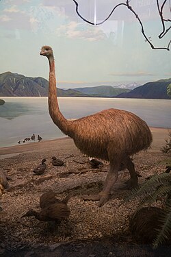 An extinct moa. Until the arrival of humans, New Zealand's only mammals were bats and seals, resulting in many bird species evolving to fill the open niches. While many of New Zealand's flightless birds are now extinct, some, such as the kiwi, kākāpō, weka, and takahē have survived to the present day.