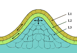 Tunica-corpus model of the apical meristem (growing tip). The epidermal (L1) and subepidermal (L2) layers form the outer layers called the tunica. The corpus (L3) will form the vascular and stem tissues. Cells in the outer layers divide in a sideways fashion relative to each other, which keeps these layers distinct, whereas the lower layer divides in a more random fashion in all directions.[1]