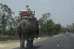 Elephant transporting a person and some cargo on a highway between Delhi and Jaipur, India