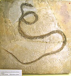 A complete Archaeophis proavus