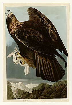 Plate 181 of The Birds of America by Audubon depicting a golden eagle, 1833–34