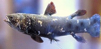 According to Shelley (2003), the study of the coelacanth drew heavily on analogies from other fish.