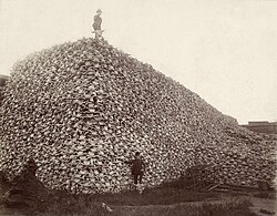 A pile of American bison skulls waiting to be ground for fertilizer, mid-1870s