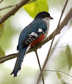 Cuban trogon