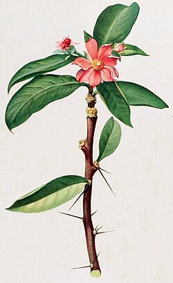 Rhodocactus grandifolius is weakly succulent, possesses leaves, and is thought similar to the ancestor of all cacti.