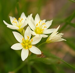 Wild onion blossoms (Allium)