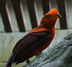 Immature male at the Cincinnati Zoo, US