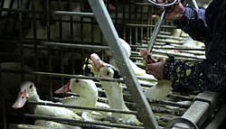 Collectives cages are the main housing system since the ban of individual cages ("épinettes") in Europe.