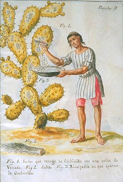 Cochineal scale insects being collected from a prickly pear in Central America. Illustration by José Antonio de Alzate y Ramírez, 1777