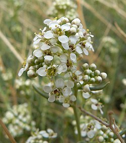 Lepidium fremontii