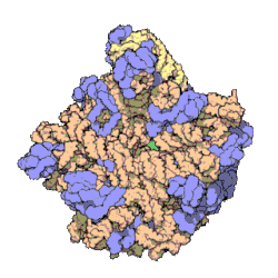 Atomic structure of the 50S Subunit from Haloarcula marismortui. Proteins are shown in blue and the two RNA strands in orange and yellow.[36] The small patch of green in the center of the subunit is the active site.