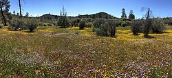 Red Hills near Tuolumne County, California: a serpentine grassland