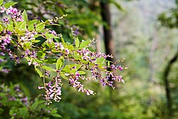 Lespedeza maximowiczii
