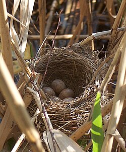 Deep cup nest of the great reed-warbler