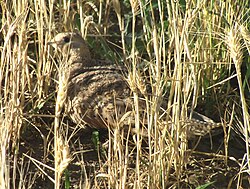Pallas's sandgrouse in a field in the Gobi Desert